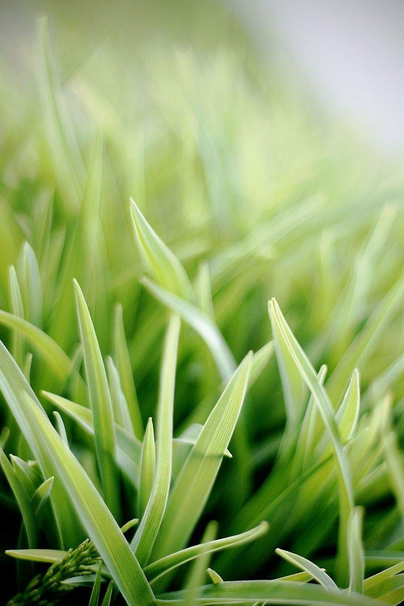 Pollinator-Friendly Backyard Bed Redesign
