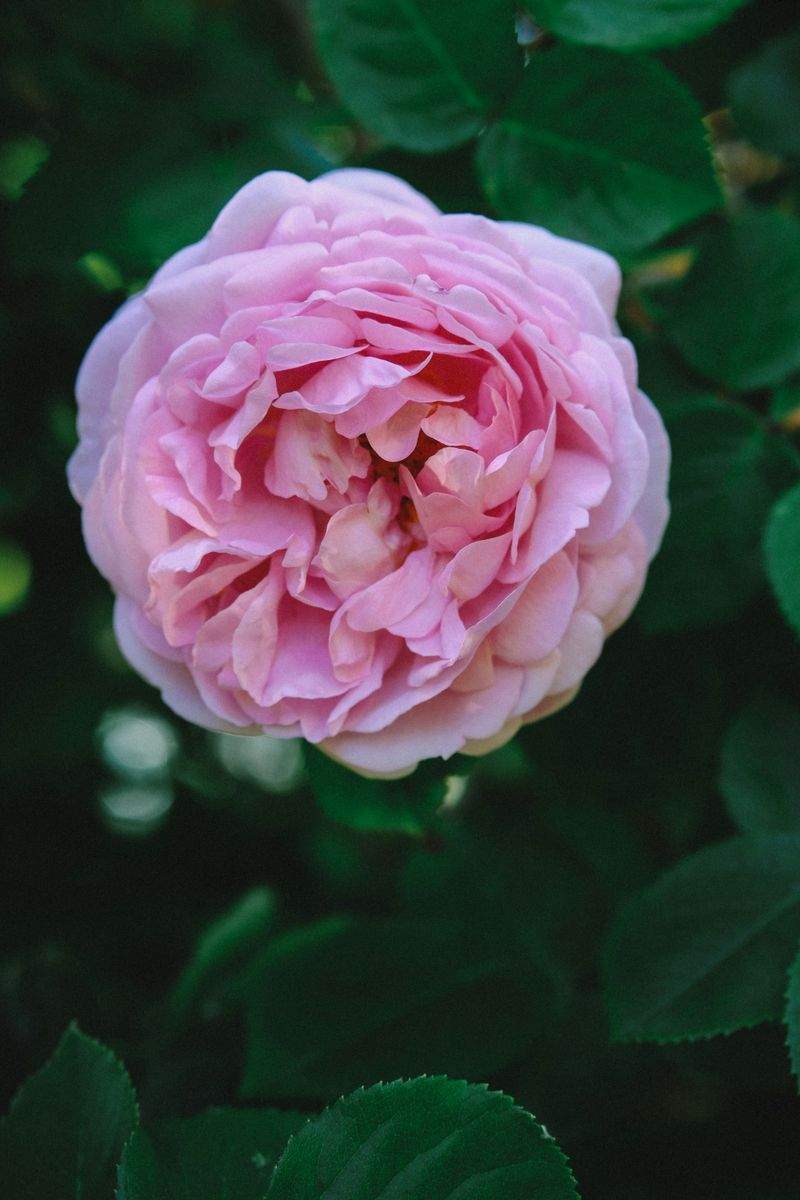 Garden design and planting plans