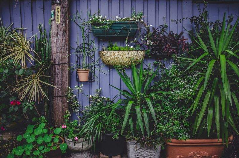 Perennial and annual planting
